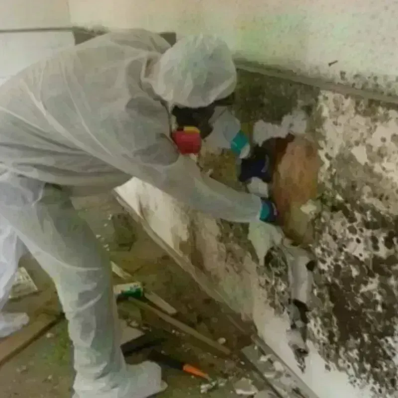 Mold Remediation and Removal in Maury County, TN